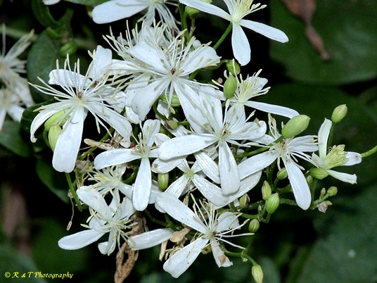 {Clematis terniflora}
